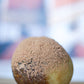 Tiramisu Bites